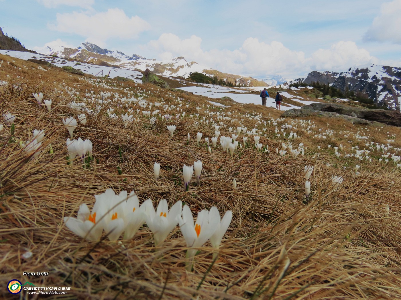 62 Monte Campo e i crocus.JPG